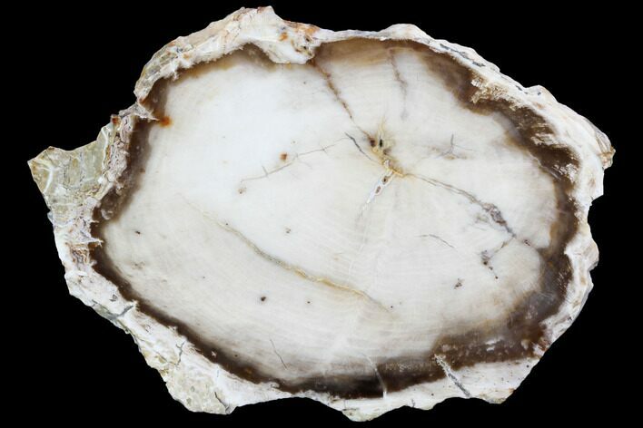 Petrified Wood (Bald Cypress) Slab - Saddle Mountain, WA #101207